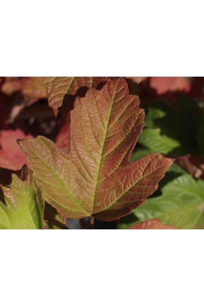 Красно-пурпурные листья калины Бульденеж осенью