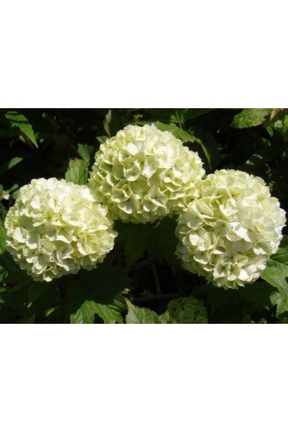 Калина Boule de neige