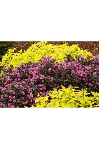 Вейгела квiтуча Мiнор Блек ландшафтна композиція 