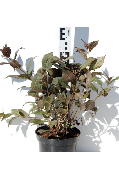 Вейгела квiтуча Мiнор Блек саджанець в контейнері 3 л 20-30 см