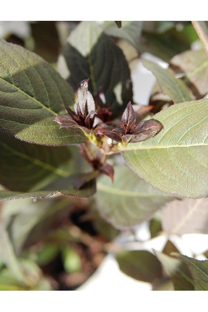 Вейгела квiтуча Мiнор Блек коричнево-зелене молоде листя