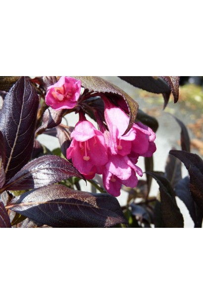  Weigela florida Minor Black 