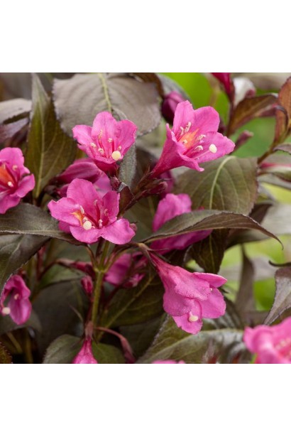 Вейгела карликова Minor Black рожеві квіти