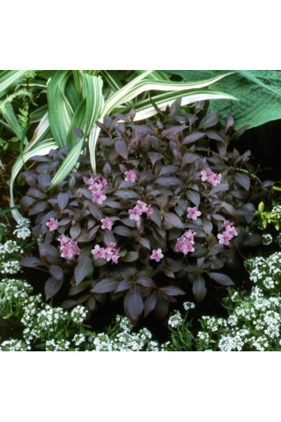 Вейгела квiтуча Мiнор Блек на клумбі