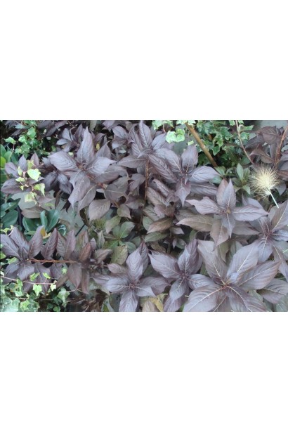 Коричнево-червоне листя вейгели Мінор Блек