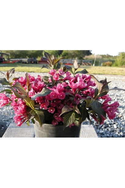 Вейгела квiтуча Мiнор Блек темно-рожеві дзвіночки