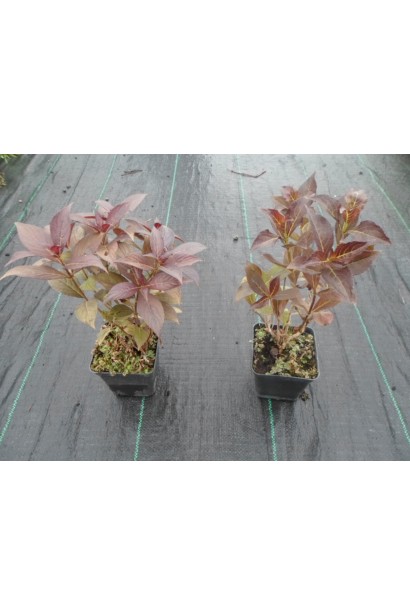 Саджанці Вейгели Мiнор Блек контейнер Р9/0,5л