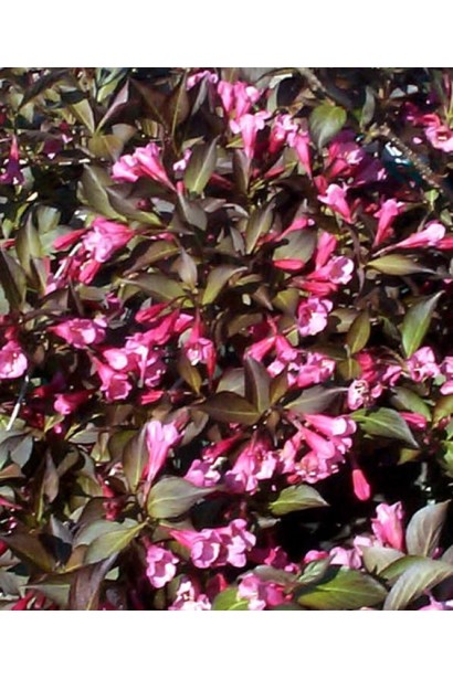 Вейгела квiтуча Мiнор Блек