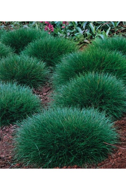 Подушковидная форма Овсяница Гаутери / Готье