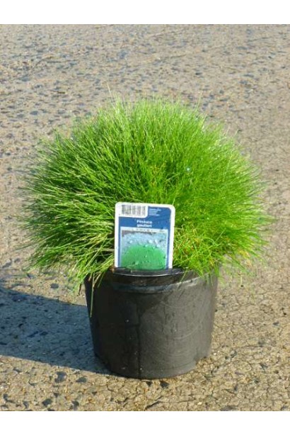 Овсяница Гаутери / Готье в контейнері