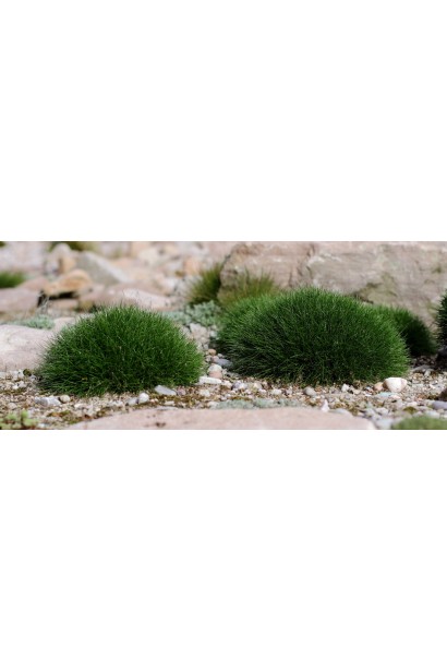 Овсяница Гаутери / Готье