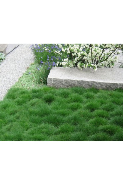 Декоративный газон с высадками овсяницы Готье.