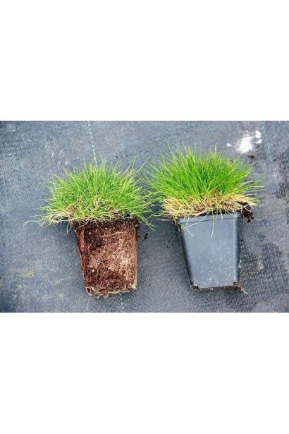 Овсяница Гаутери / Готье в контейнере