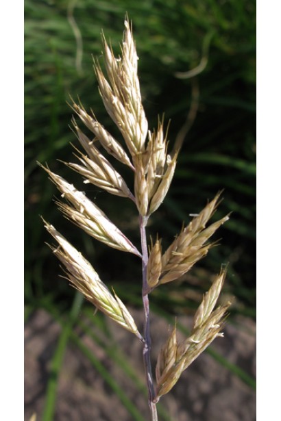 Овсяница Гаутери / Готье