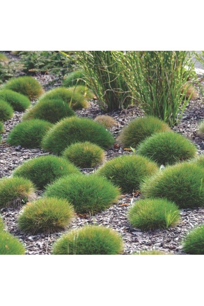 Овсяница Гаутери / Готье в ландшафте