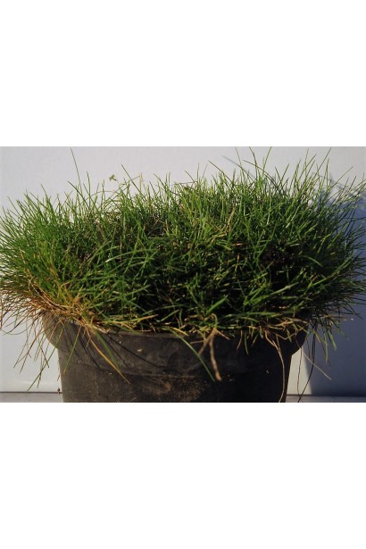 Крупным планом листья Festuca Gautieri насыщенного зеленого цвета