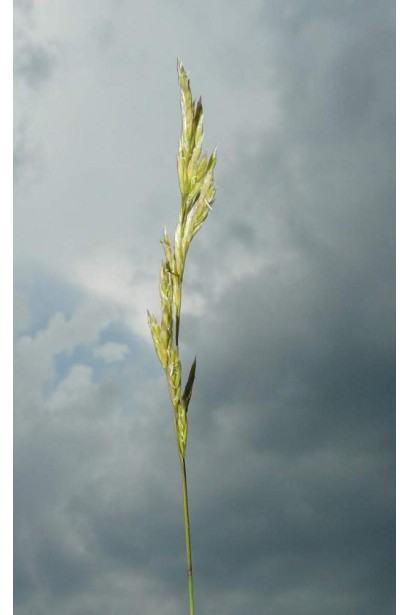 Овсяница Гаутери / Готье