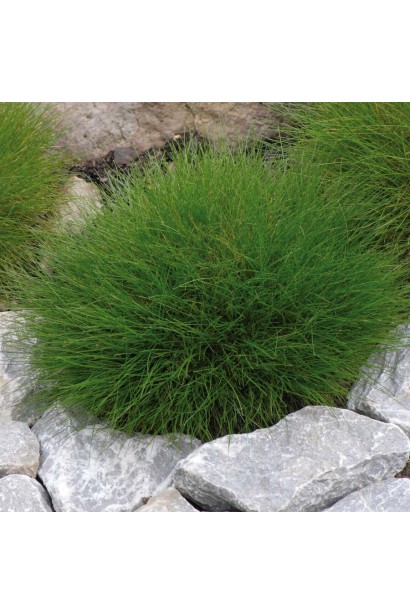 Овсяница Гаутери / Готье