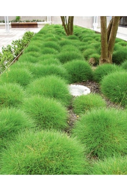 Овсяница Гаутиери, Костриця