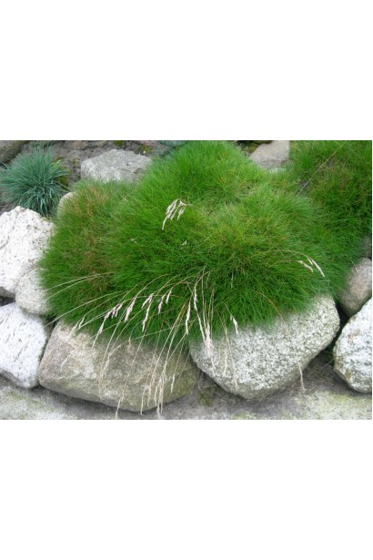 Festuca Gautieri на альпийской горке с камнями.