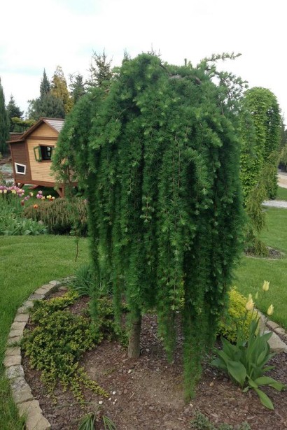 Модрина плакуча Стіф Віпер на штамбі