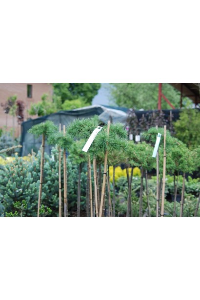 Модрина Стіфф Віпер щеплена на штамб