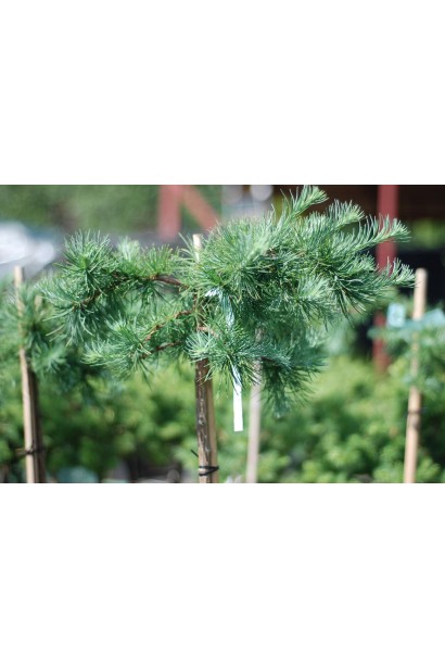 Модрина Кемпфера Стіф Віпер синьо-зелена хвоя