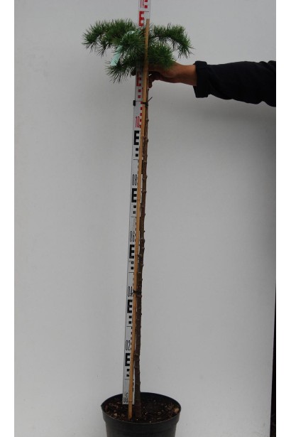 Модрина Кемпфера Стіф Віпер на штамбі 120 см  в горщику 