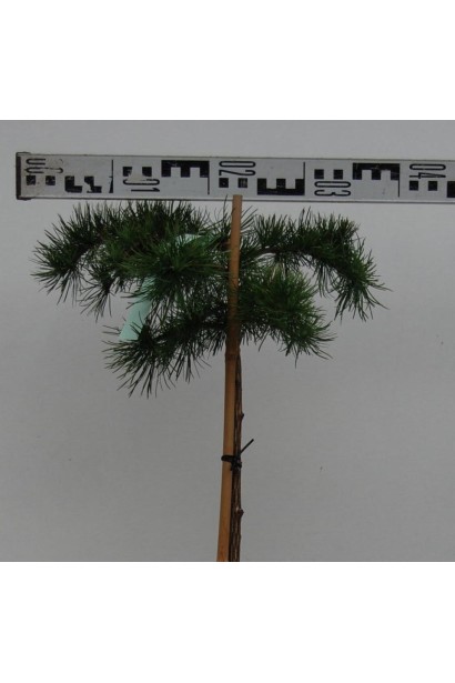 Модрина європейська Стіф Віпер на штамбі діаметр крони 30-40 см