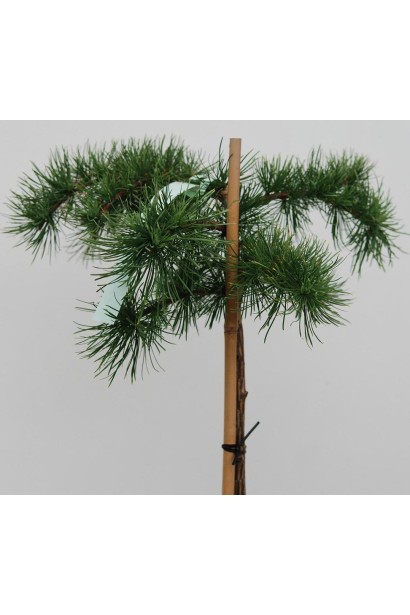 Модрина Стіф Віпер штамбова форма