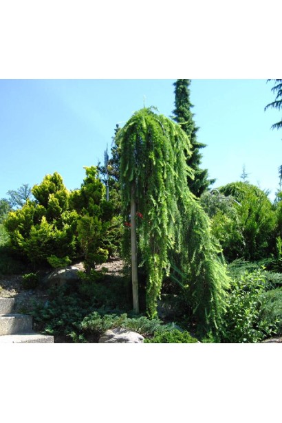 Модрина японська Стіф Віпер на штамбі