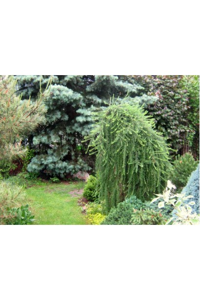 Модрина японська Стіф Віпер на штамбі в ландшафті