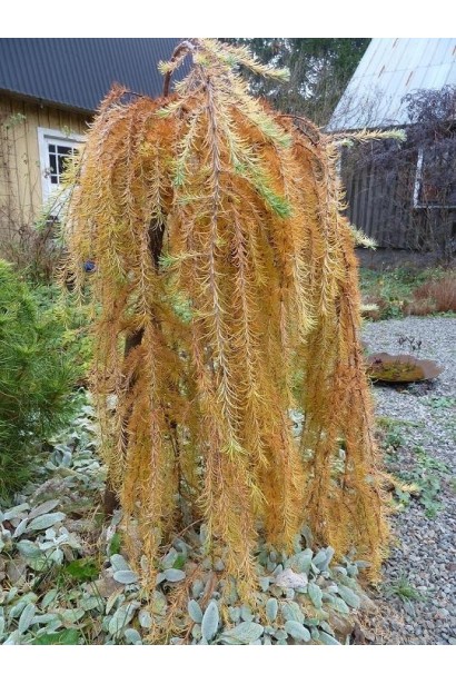 Модрина японська Стіф Віпер на штамбі золотиста хвоя восени