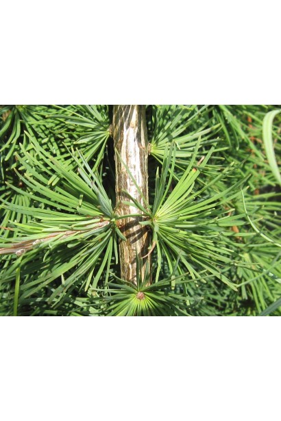 Модрина тонколуската Стіф Віпер 