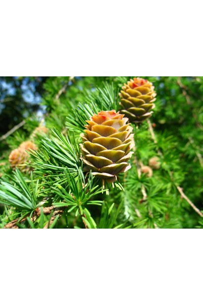 Модрина японська Стіф Віпер шишки