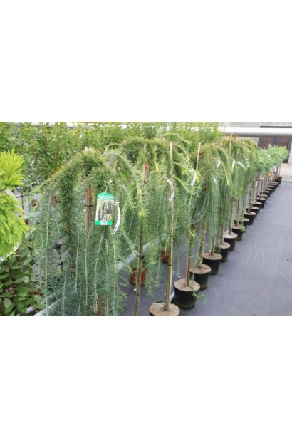 Модрина Кемпфера Стіф Віпер на штамбі саджанці в садовому центрі