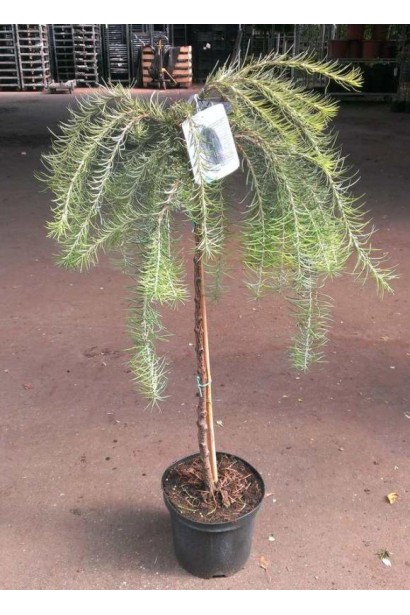 Модрина Stiff Weeper на штамбі саджанець в горщику