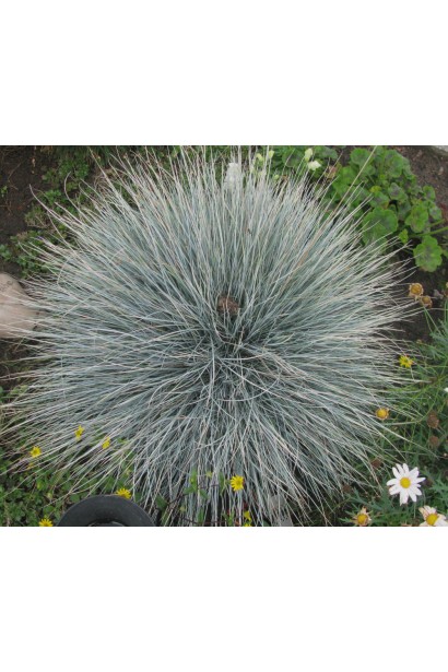 Подушковидна форма Вівсяниці 