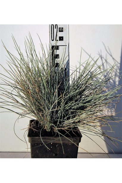 Вівсяниця блакитна / сиза