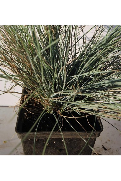 Вівсяниця блакитна / сиза