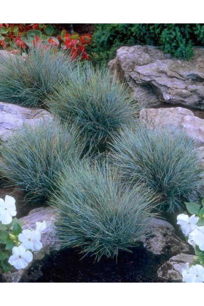 Вівсяниця блакитна / сиза на альпійській гірці з камінням