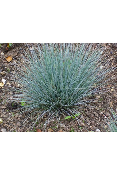 Festuca glauca / cinerea
