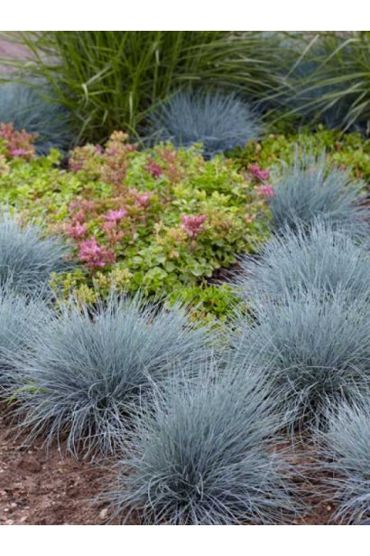 Вівсяниця блакитна / сиза