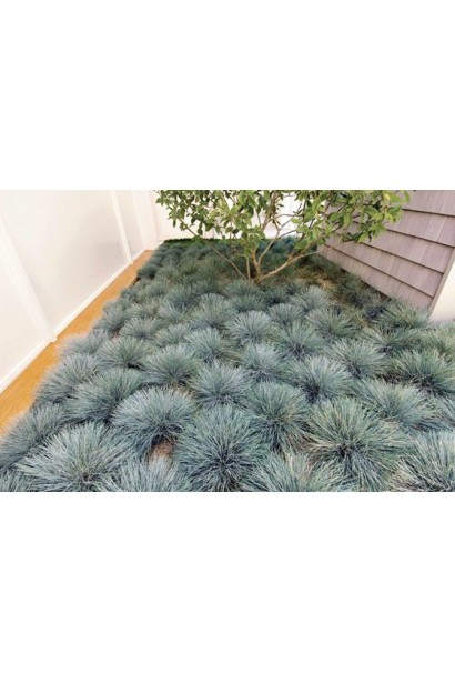 Декоративний газон з висадками вівсяниці блакитної