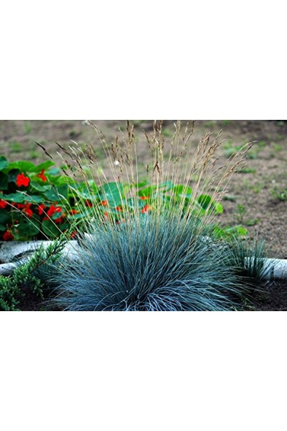 Костриця блакитна