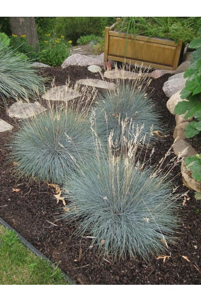 Декоративна трава Festuca glauca / cinerea у ландшафтному дизайні