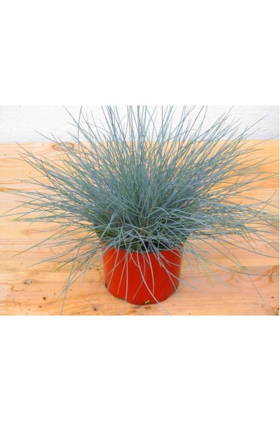 Вівсяниця блакитна / сиза