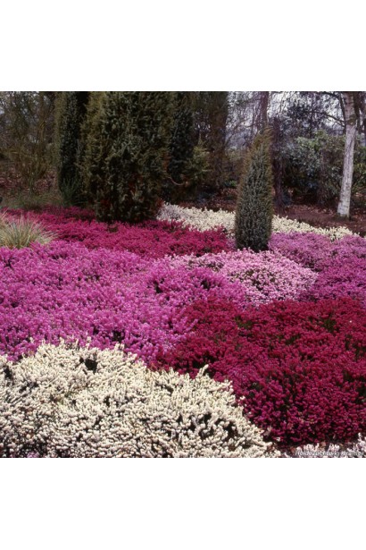 Erica Kramers Rote — багаторічна рослина з яскравими квітами.