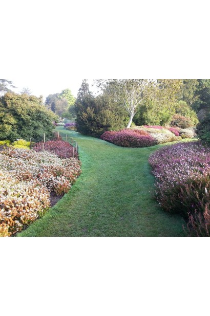 Erica darleyensis Kramers Rote — чудовий кущ для міксбордерів.