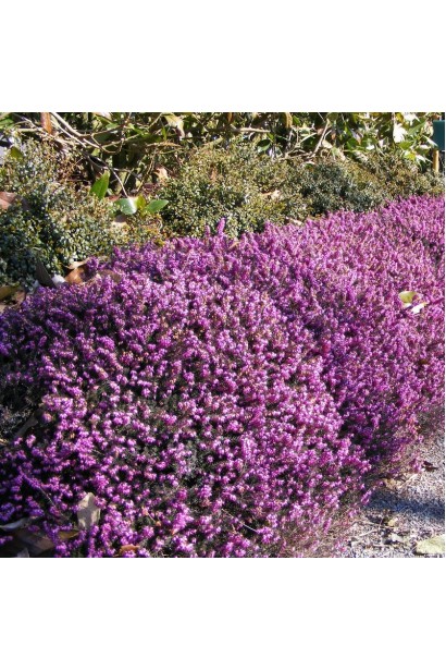 Еріка дарленська Крамерс Роут — морозостійка окраса саду.